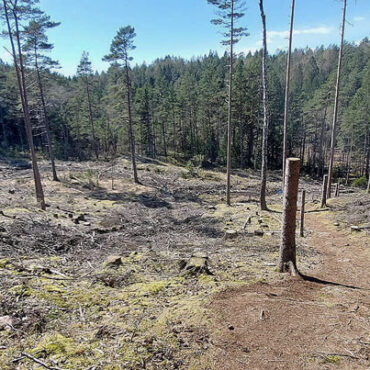 Vättlefjäll Kalhygge