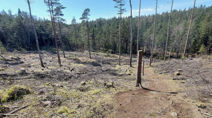 Vättlefjäll Kalhygge