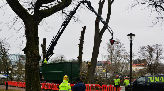 Almar Arborister Nedtagning