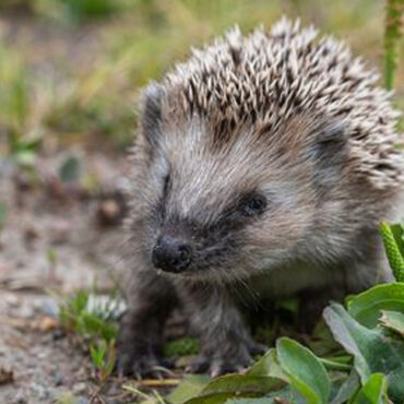 Igelkott WWF Världsnaturfonden