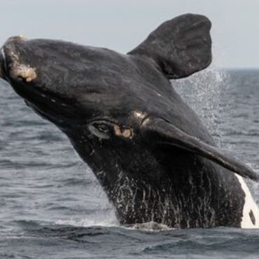 Nordkapare Val Världsnaturfonden WWF