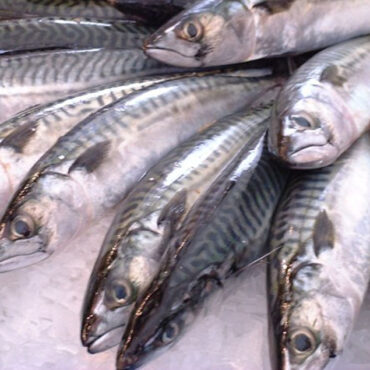 Makrill Överfiske WWF Världsnaturfonden