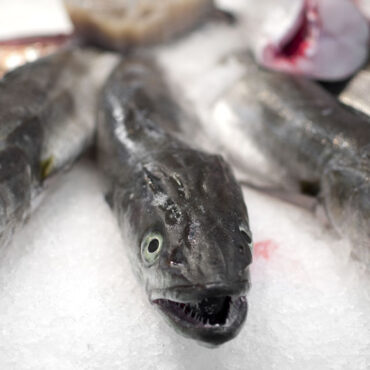 Europeisk ål hotad art