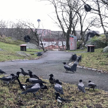 Fågelmatning Hundmat Nötter Köttbullar Masthugget