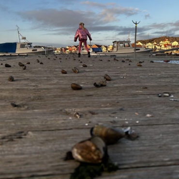 Musslor Brygga Skärhamn