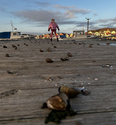 Musslor Brygga Skärhamn